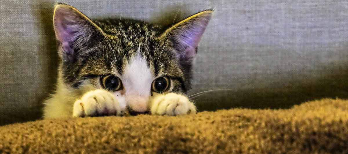 Kitten peeking up behind pillow