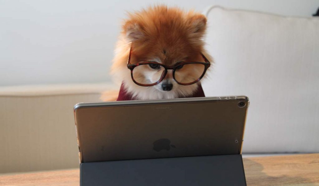 dog with glasses at iPad