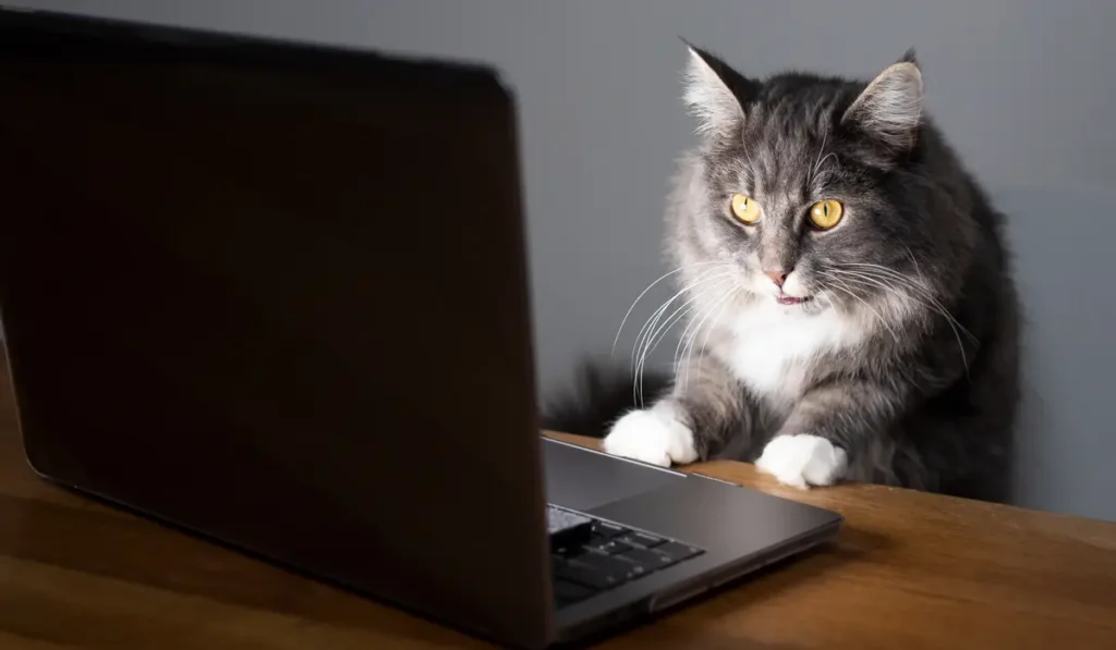 cat staring at computer screen